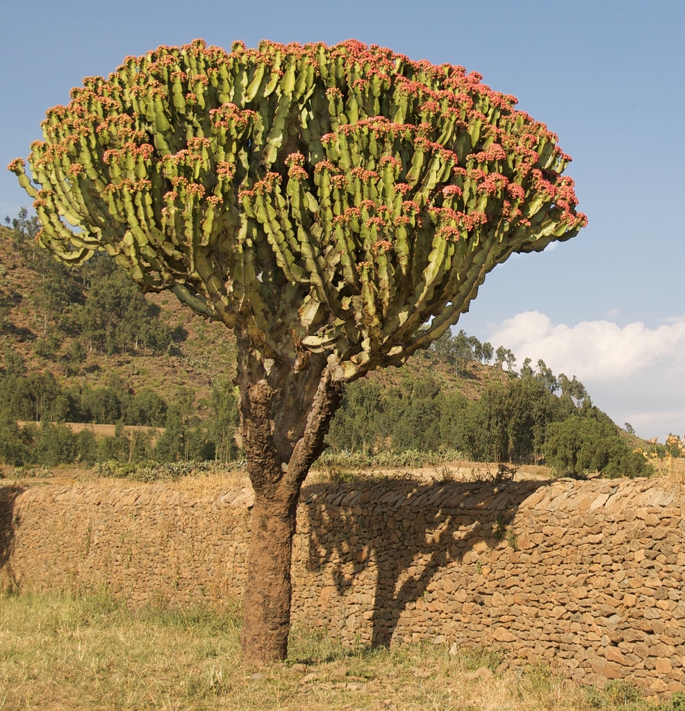 Tree Species Hluhluwe and Surrounds 1 hluhluwe tree species