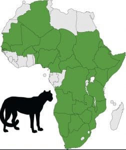 cheetah's distribution throughout africa map