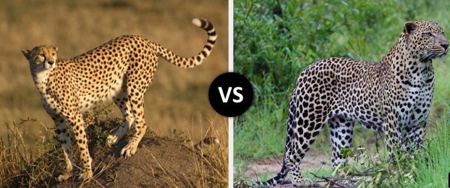 cheetah vs leopard comparison picture