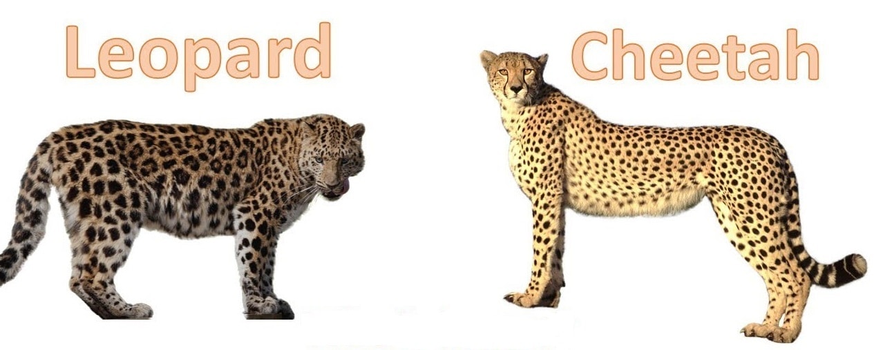 cheetah vs leopard size comparison