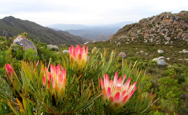 fynbos biome south africa