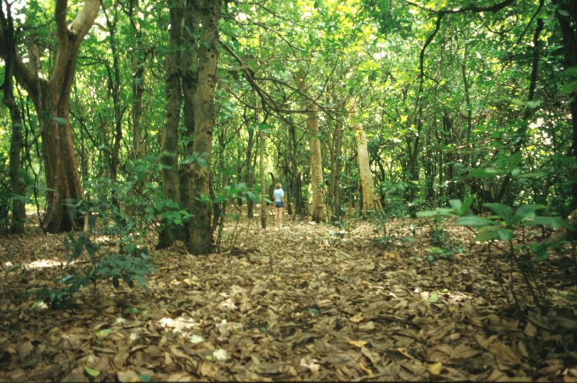 south african forest biome