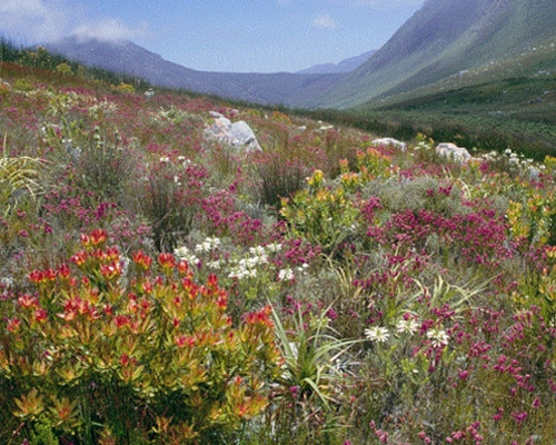 south africa fynbos biome