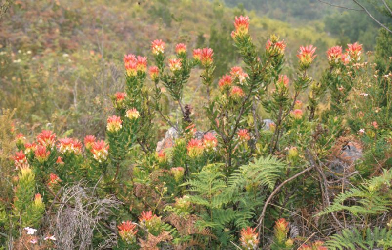 south africa biome fynbos