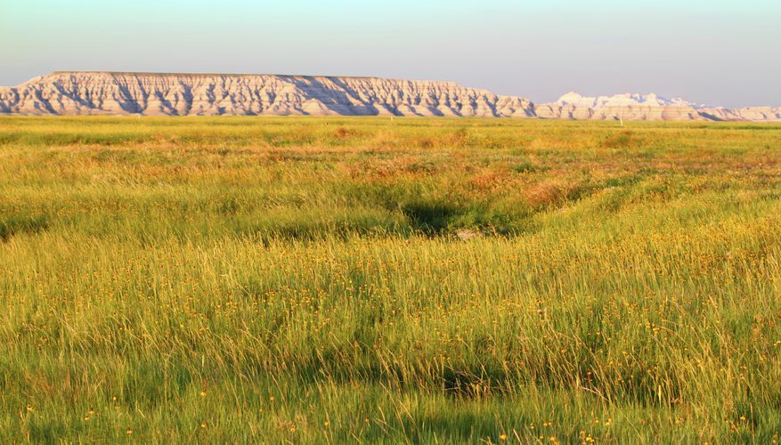 grasslands biome south africa