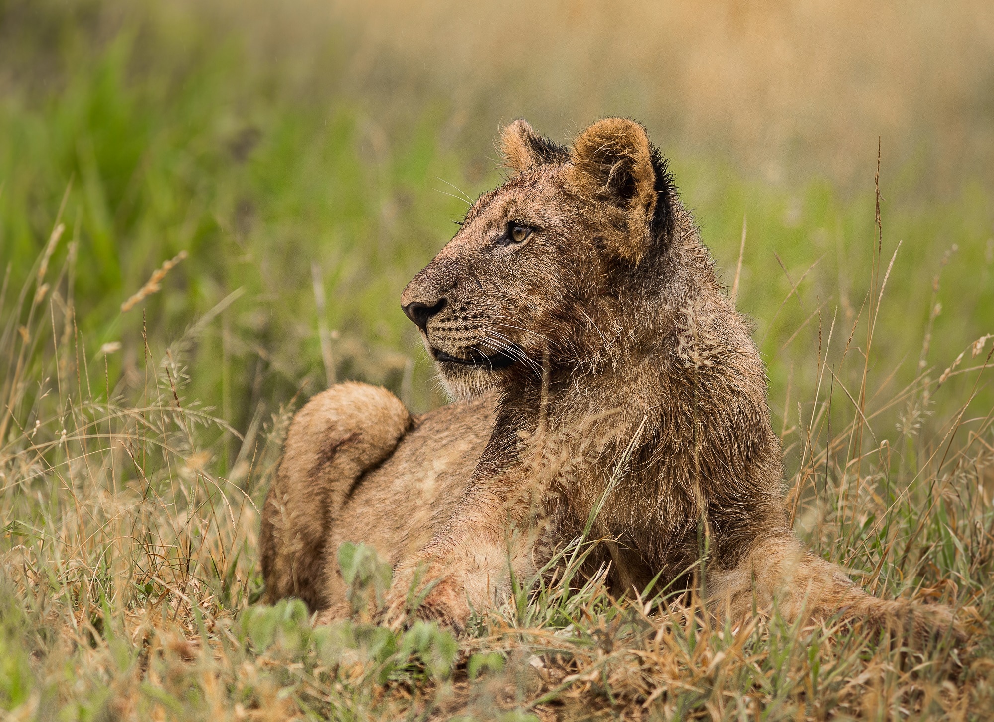 safari packages south africa