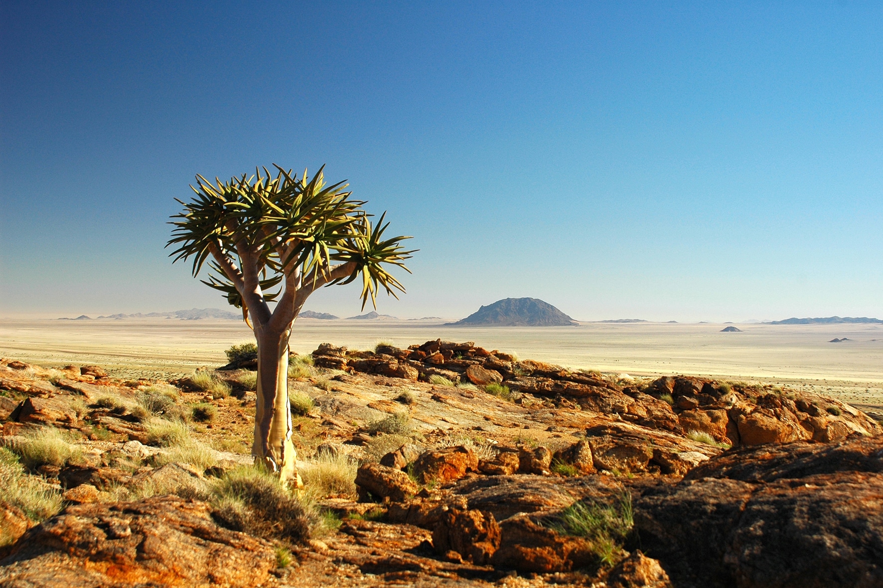 nama karoo biome south africa
