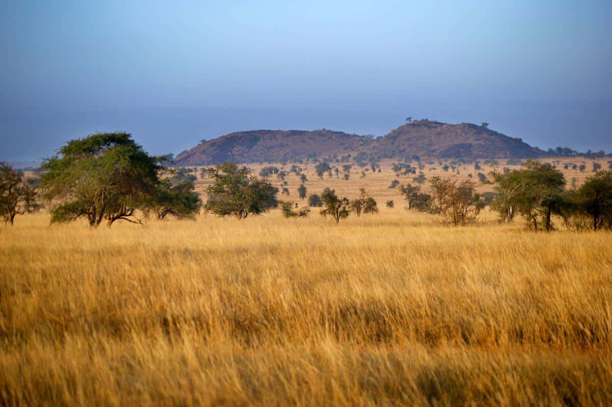 savannah biomes south africa