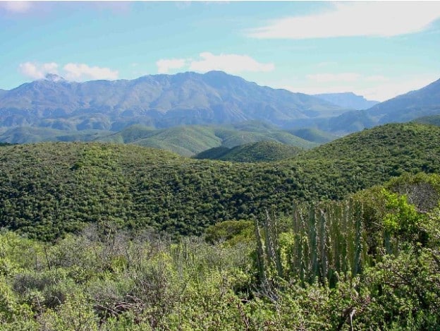 thicket biome south africa