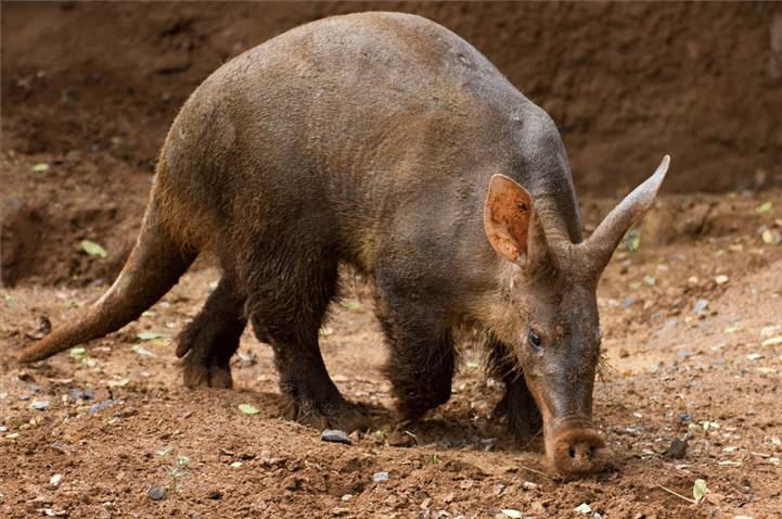 aardvark