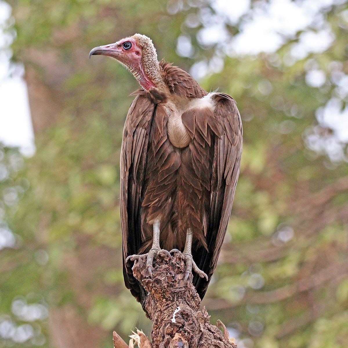 hooded vulture facts