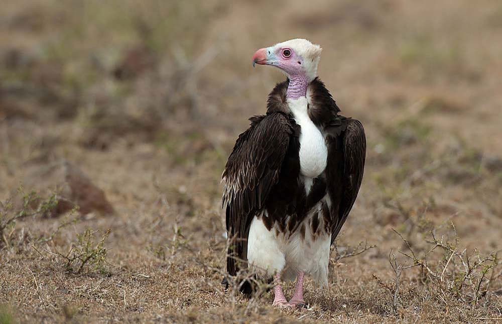 white headed vulture facts and info