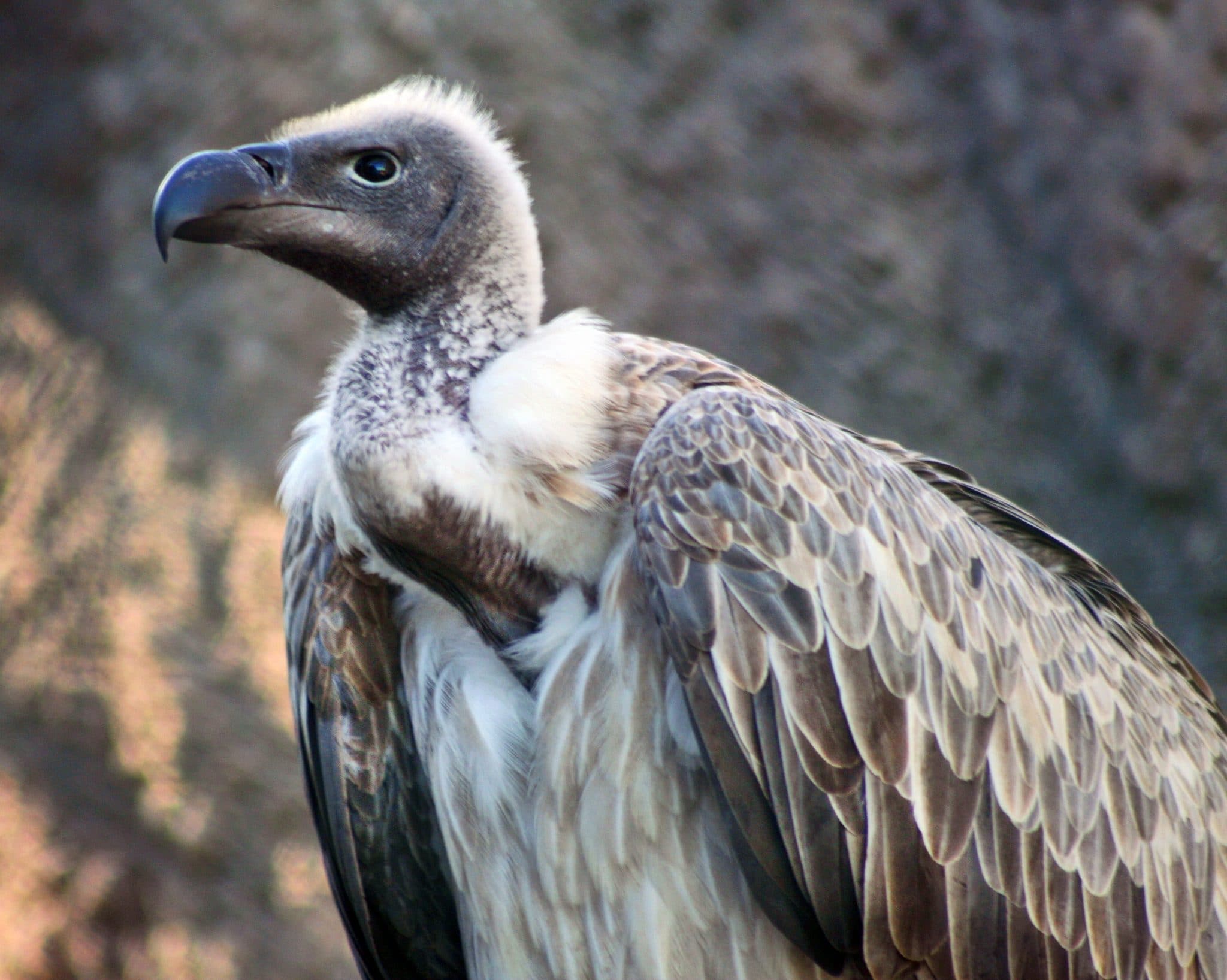 vulture white-backed info