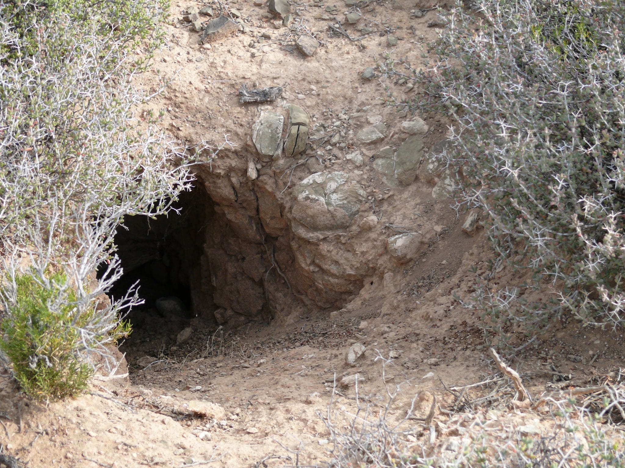 Aardvark Facts Information 5 aardvark burrow