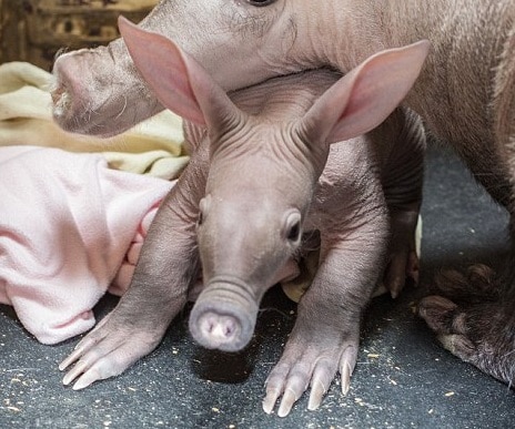 Aardvark Facts Information 1 aardvark facts and information
