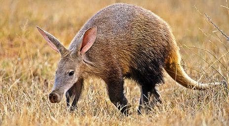 Aardvark Facts Information 4 aardvark