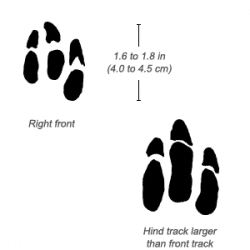 Aardvark Facts Information 2 aardvark information and facts paw prints