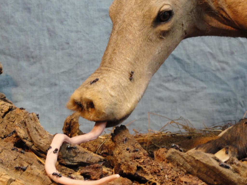 Aardvark Facts Information 3 aardvark tongue