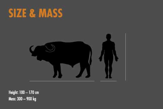 cape buffalo versus man