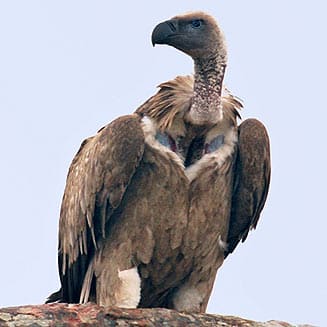 vultures cape vulture facts