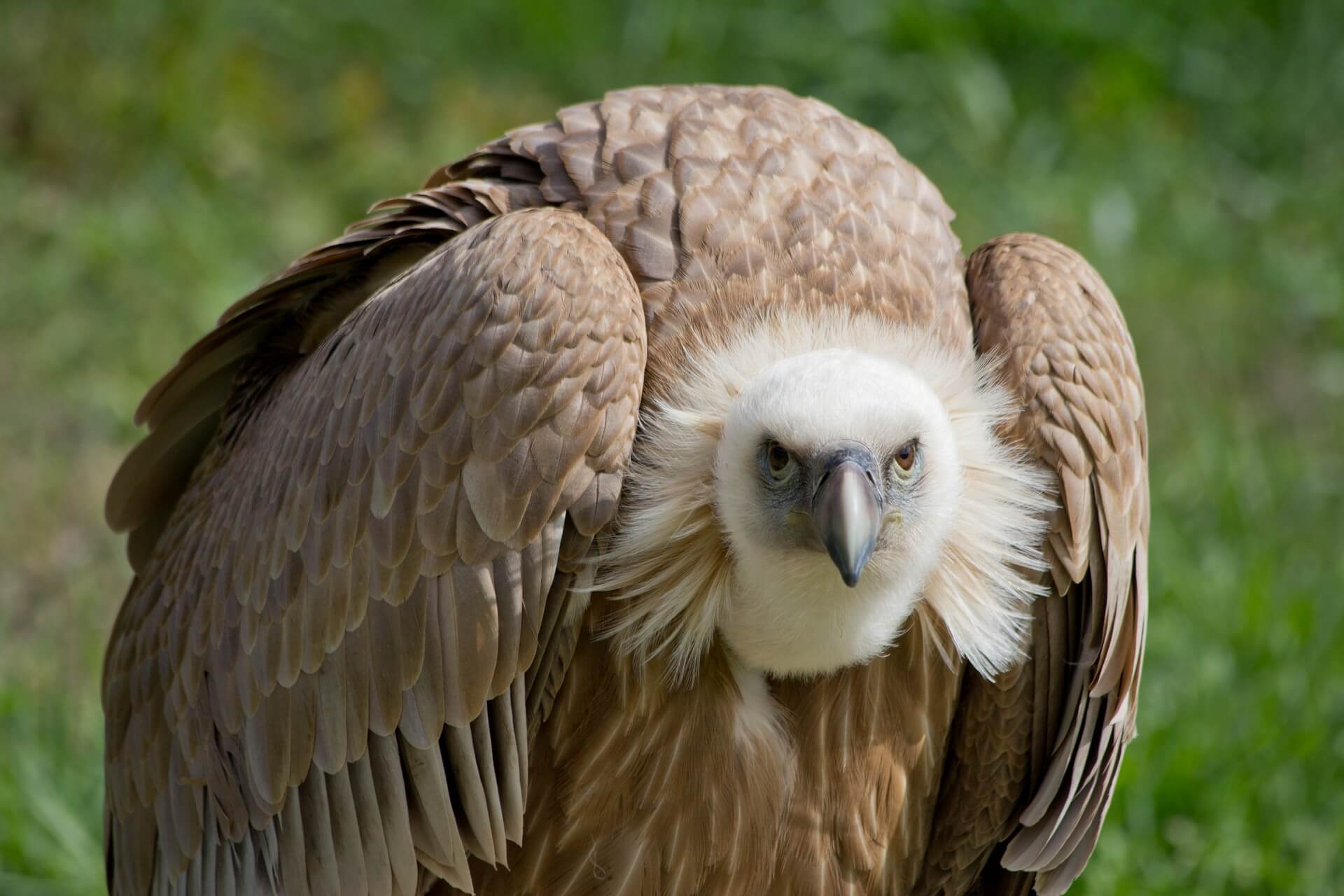 Safari Packages South Africa 7 vultures facts and info