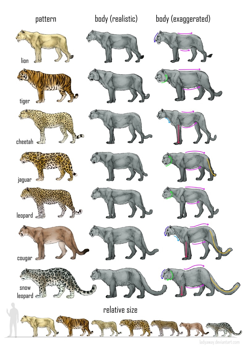 leopard size