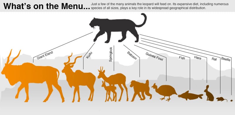 leopards eating habbits
