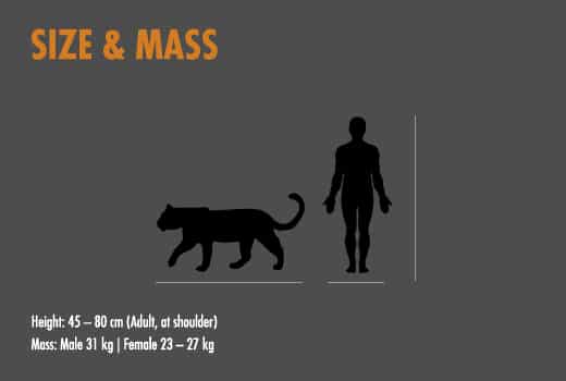 leopard and human size comparison