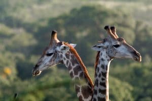 wildlife sightings on a south african safari package
