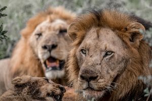 South Africa Safari Package Tours from Durban