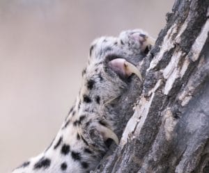 leopard facts (claws)
