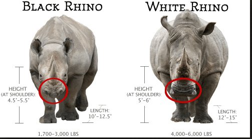 rhino comparisons between black and white rhinos