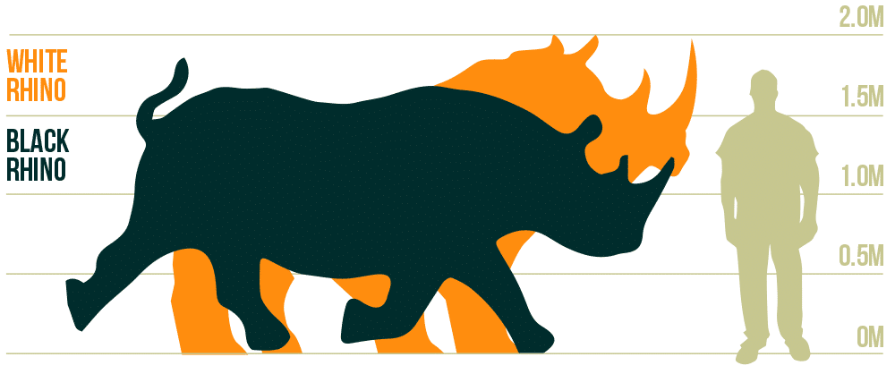 rhino white and black size comparisons to man