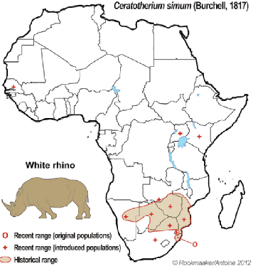 map indicating the white rhino distribution in africa