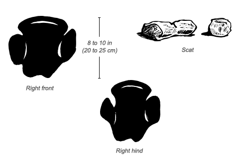 white rhino tracks and scat