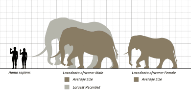 size comparison of elephant and human