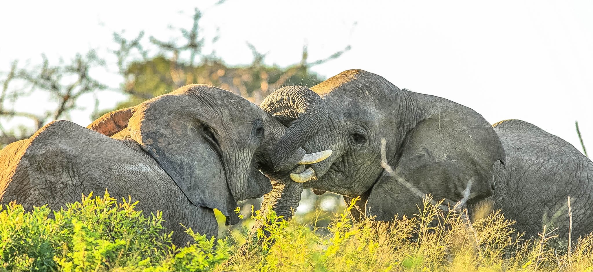 How Elephants use their trunks to eat and drink facts