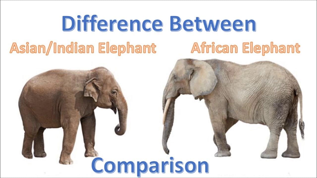 african and asian elephant comparison