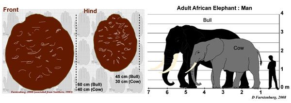 size comparison of african elephant and human