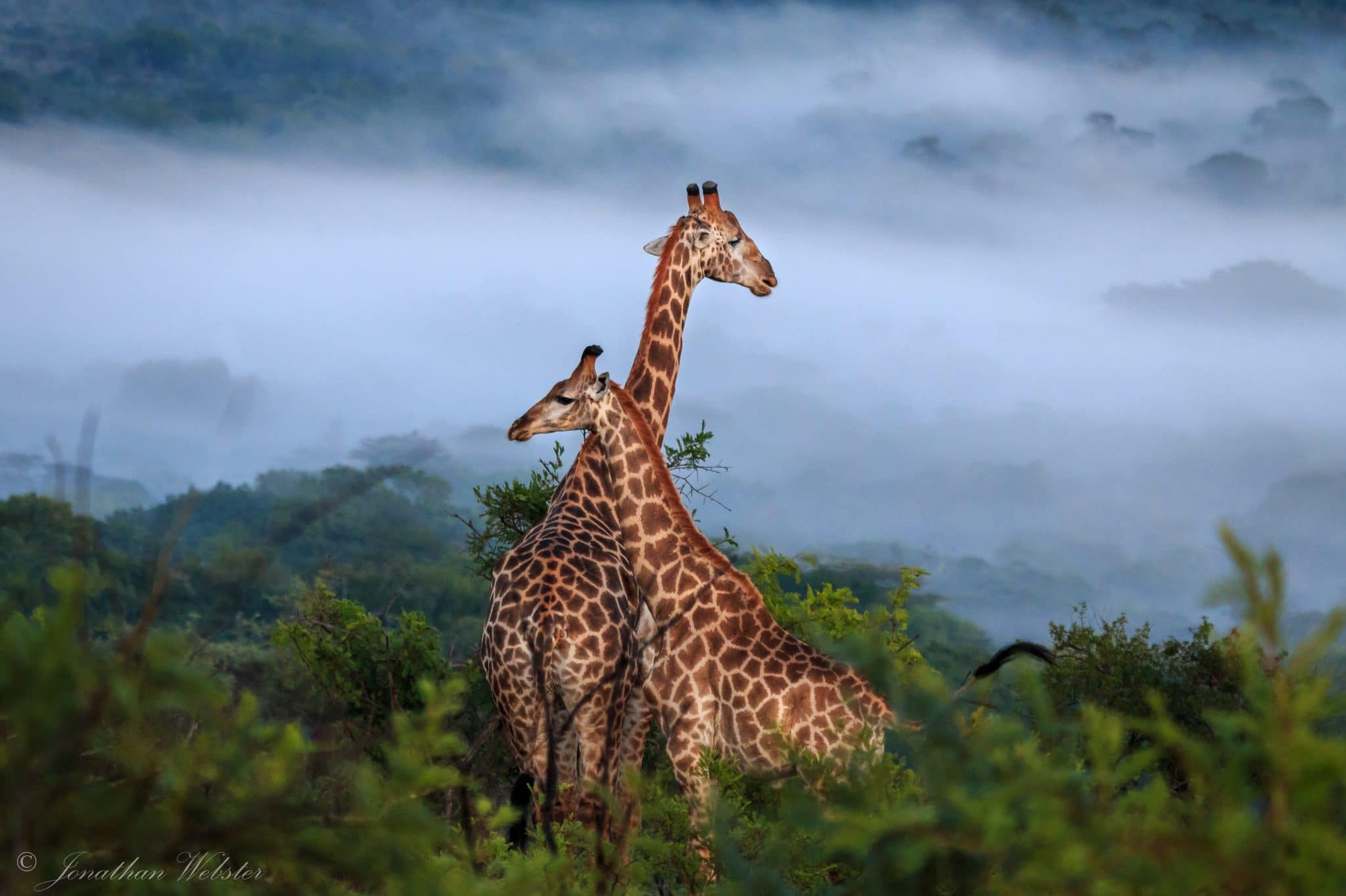 Heathrow to Durban flights and Safari Packages 2 hluhluwe-imfolozi park day drives