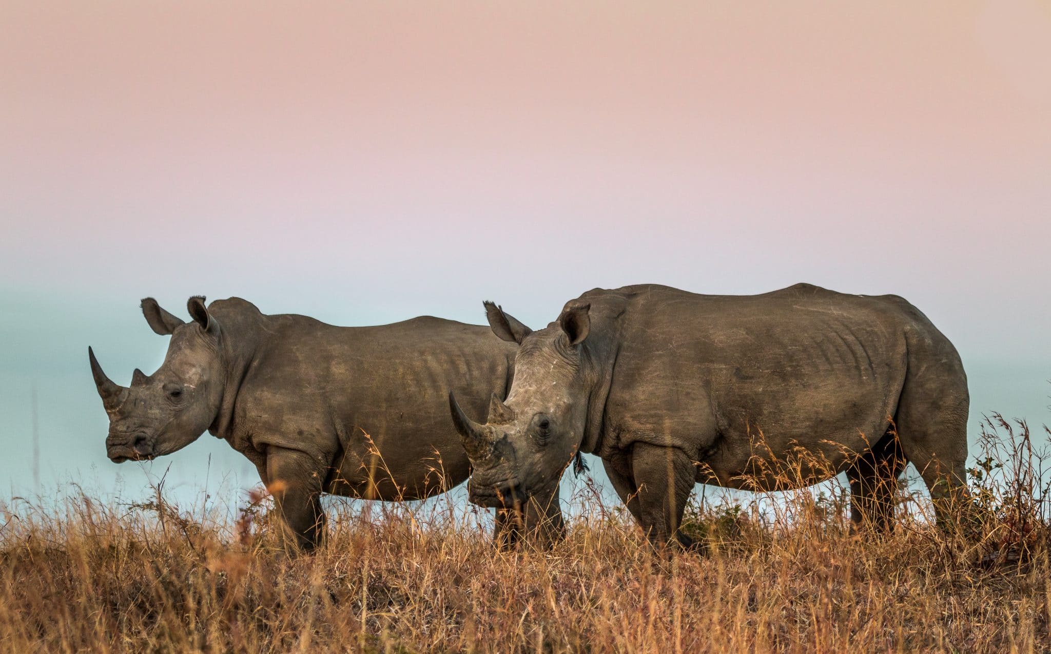 day safari options to hluhluwe-imfolozi park