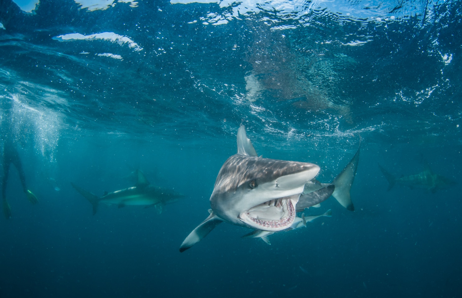 Safari and Scuba Holiday Packages Durban