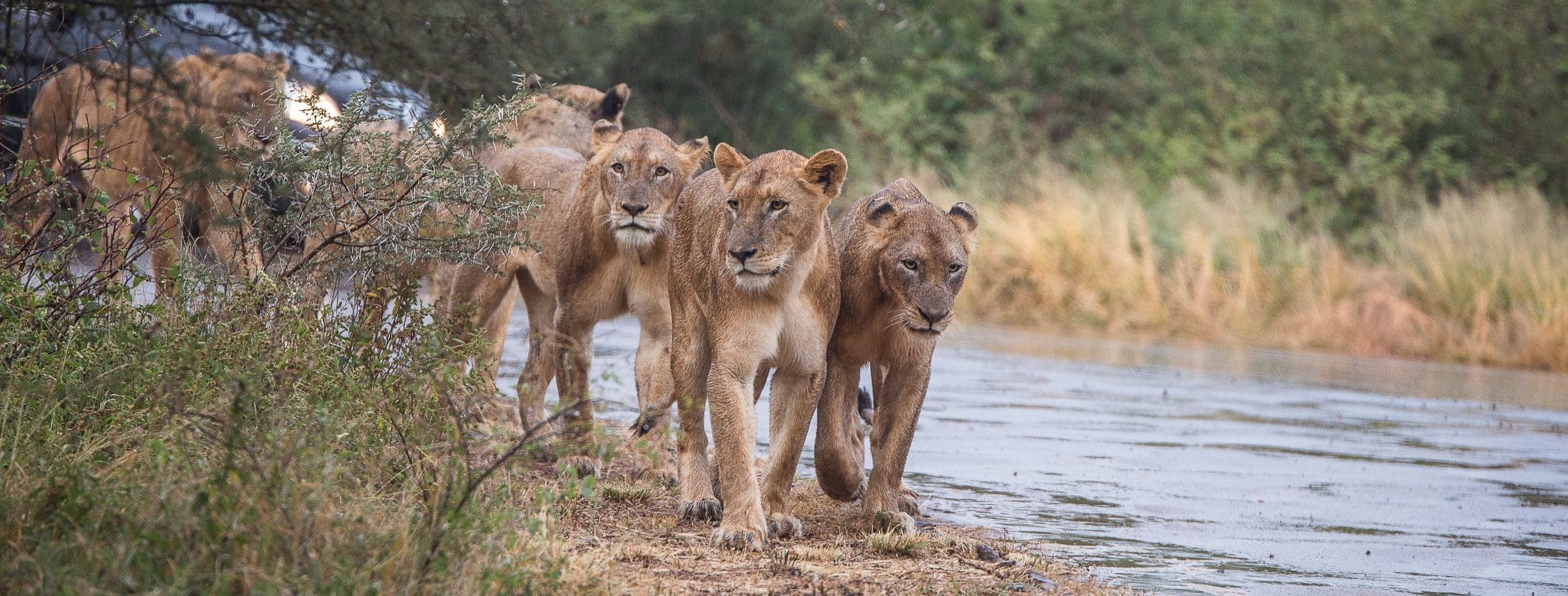 full day big 5 safari hluhluwe-imfolozi park