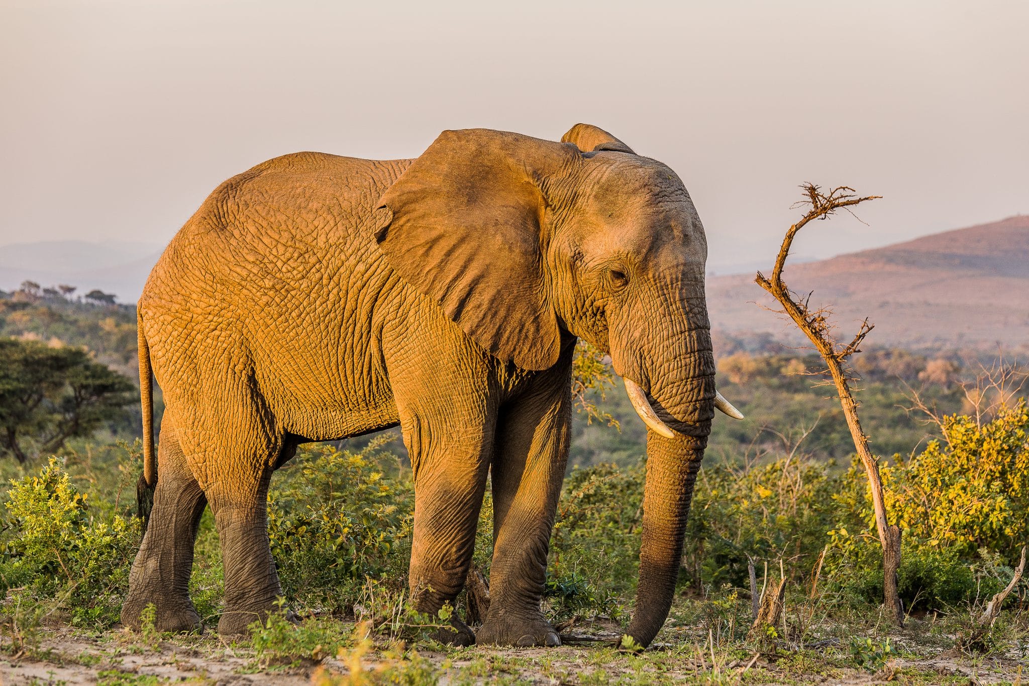 Umfolozi Big 5 Game Reserve 6 full day big 5 safari wildlife sightings