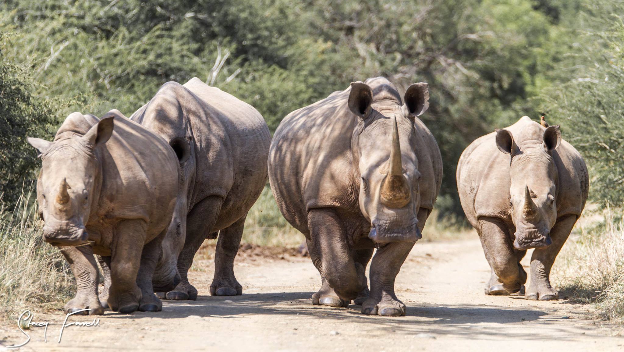 umfolozi big 5 safari