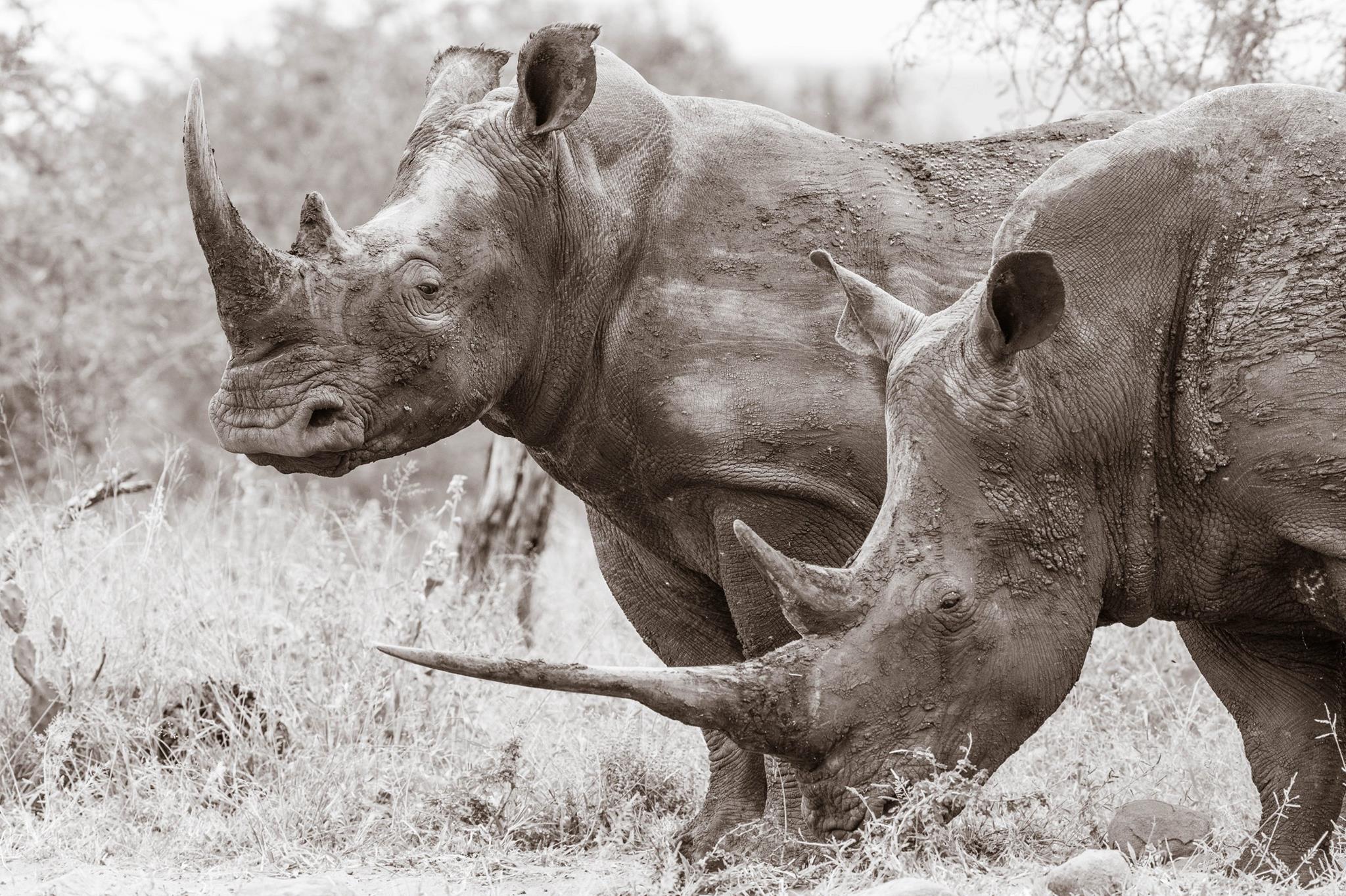 Hluhluwe Big 5 Game Reserve