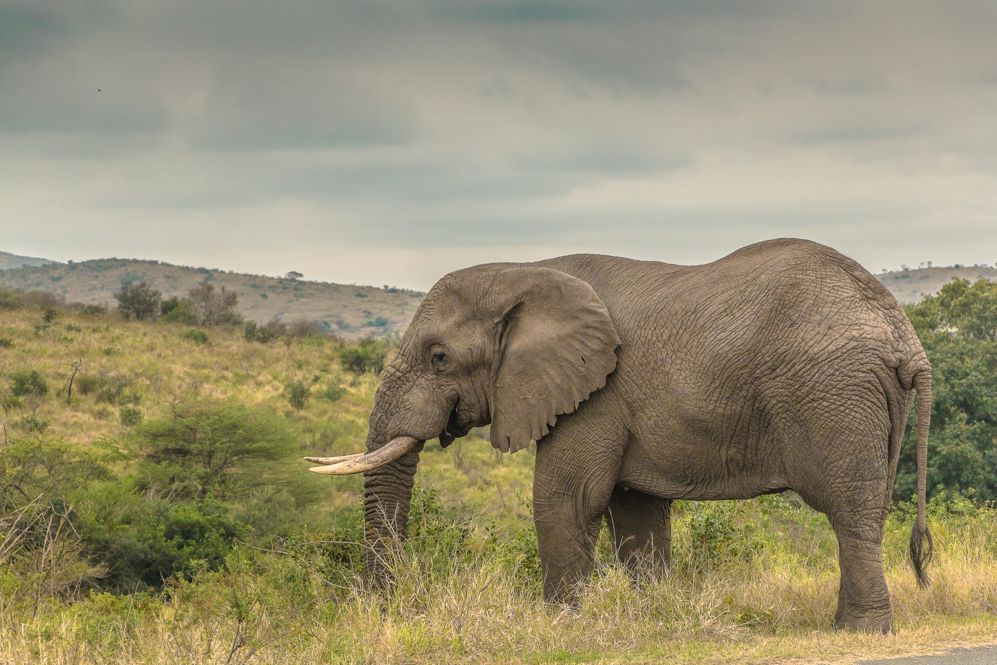 umfolozi big 5 safari full day