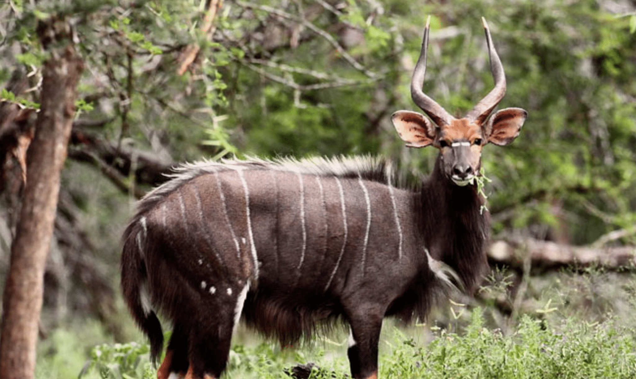 Hluhluwe-Imfolozi Park Animals 12 nyala