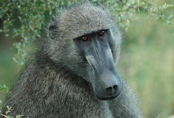 Hluhluwe-Imfolozi Park Animals 18 baboon