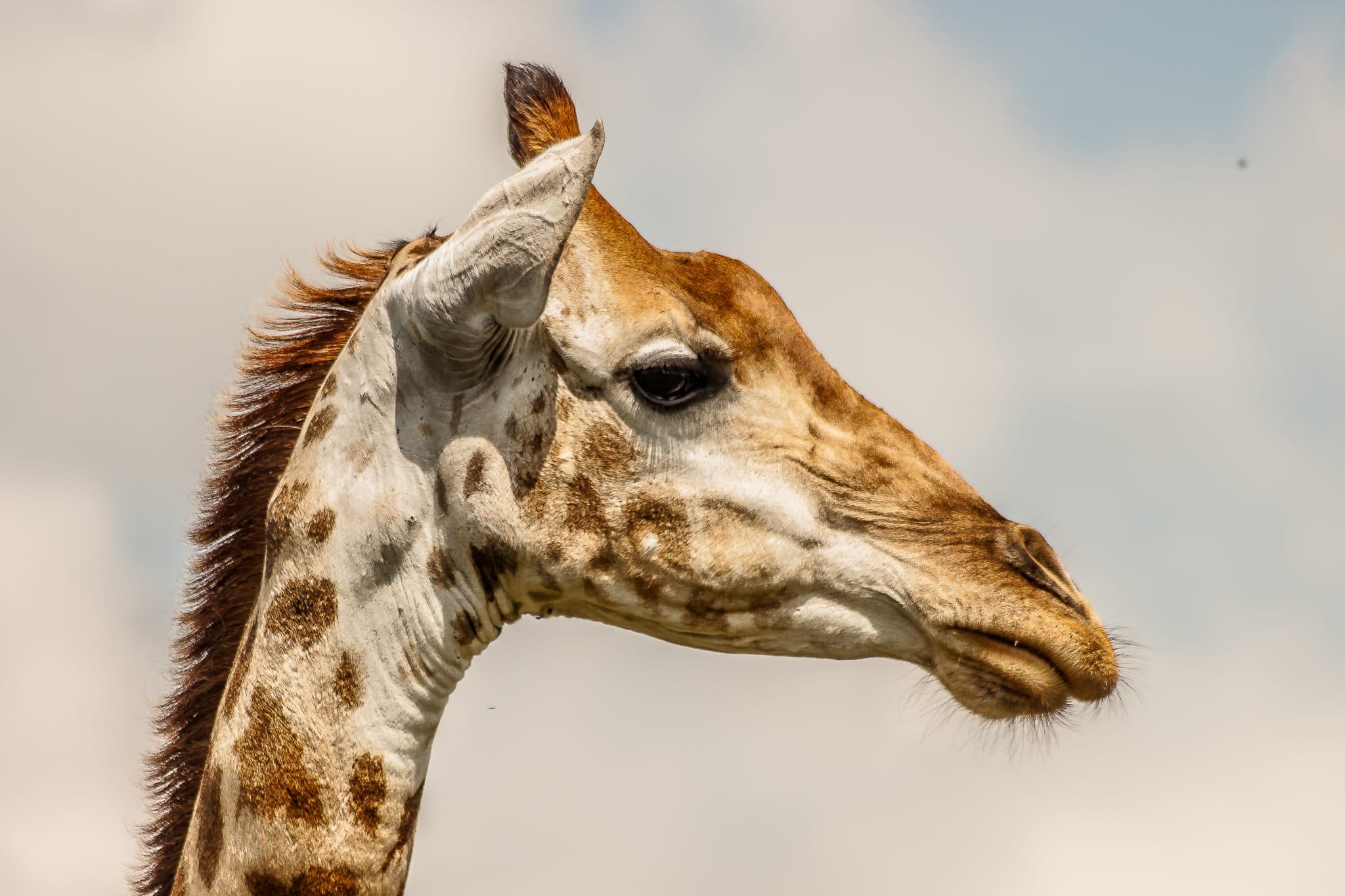 BushBuck Facts 3 Hluhluwe-Imfolozi Park Animals